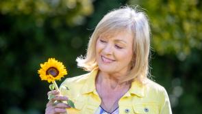 Still time to dedicate a virtual sunflower in memory of a loved one and support Offaly Hospice