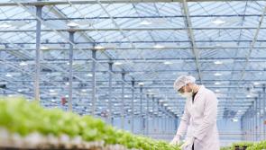 Water shortage for proposed large scale Offaly herb farm