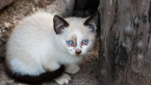 Shameful and shocking! Cat kicked around a garden by 'feral brats' in Offaly