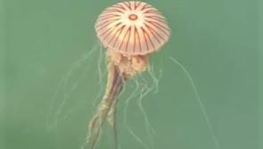 Know your jellyfish - and what to do (or not do!) if you get stung 