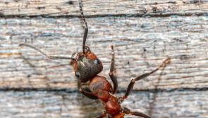 The resilience of ants and what they can teach us