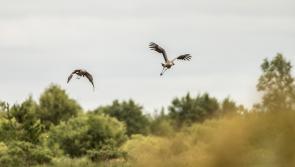 Historic event as cranes breed on rewetted bogs in Offaly for first time in 300 years