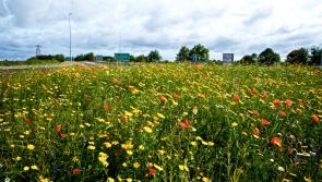 Wildflower roundabouts a 'welcome distraction' in Tullamore