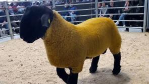 National: Ram sells for a record €44,000