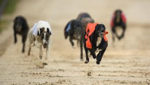Great week for Offaly greyhounds including seven winners at one event in Mullinagar 