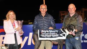 Three Offaly winners in fantastic week at the dogs