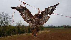 Man in Midlands convicted for the possession of two dead Buzzards  