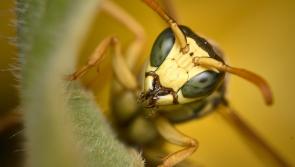 Dramatic increase in wasp callouts to Offaly homes in 2021