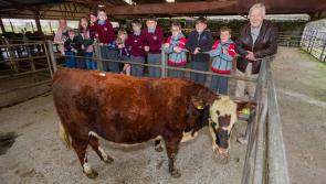Small Offaly school thinks big for Hooves4Hospice
