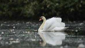 Borrisokane farmer fined for shooting swans on his land