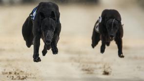 Six of best for Offaly with greyhound winners galore