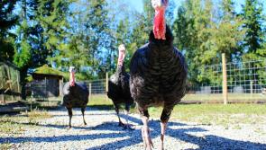 Bird flu reported on another Irish farm after samples from turkey flock test positive