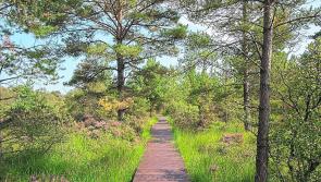 Plans unveiled to create two beautiful nature walks in Offaly