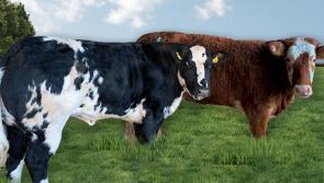 Two exceptional breeding heifers going up for auction in Offaly