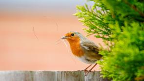 Covid lockdown sees record numbers take part in annual Irish Garden Bird Survey