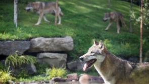 OPINION (AN COLÚN): The fascinating story of every dog's ancestor
