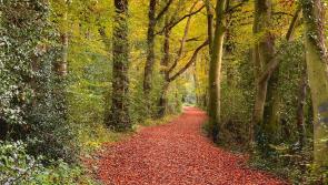 Stunning forest photo taken on Offaly/Laois border wins Teagasc competition