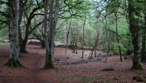 Join Roscrea Trail Blazers for their Christmas walk