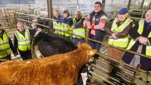 Huge boost for local hospice as two heifers sell well at auction