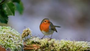 Latest Met Eireann weather forecast for Christmas Eve and Christmas Day for Ireland
