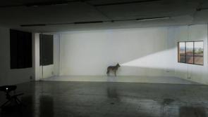 From Roscrea to Barcelona - watch the fascinating Damer House Gallery 'Dog Days' exhibition