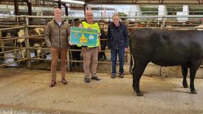 Animal raises over €1,500 for the Lions Club H4H fundraiser