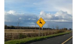 Deputy Jackie Cahill's vehicle involved in accident with deer