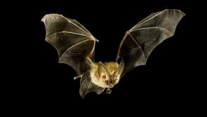Interested in a Bat Walk? Free family-friendly events planned for next week in Offaly