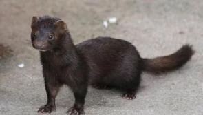 Mink cull necessary to control wild population - Cahill