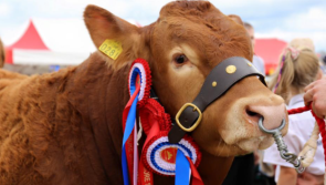 Organisers give update on holding of Tullamore Show in 2022