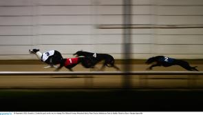 Gone to the dogs: Offaly winners still scarce