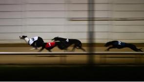 Gone to the dogs: Long wait for Offaly winner last week