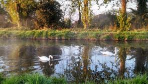 Offaly councillor looks for canal to be made safer for users