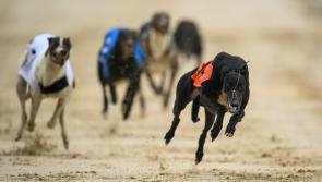 Gone to the dogs: Seven Offaly winners last week