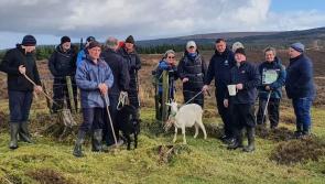 Slieve Bloom Association marks pagan festival with goat milking