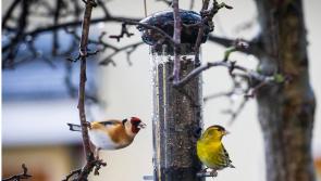 Offaly gardeners encouraged to feed birds to aid pest control