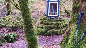 OPINION (AN COLÚN): The beauty and poignancy of a walk amongst oaks