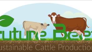 Offaly farm is part of network of 'Future Beef' demonstration farms