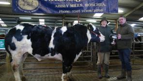 Central Auctions Show & Sale of Bulls & Bullocks in Roscrea Mart