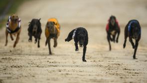 Gone to the dogs: Incredible week for Offaly dogs with 11 winners