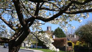 Tullamore aims to win national Tidy Towns award