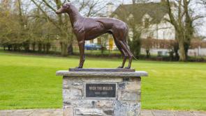 Warm tributes paid in Laois to late Offaly greyhound breeder