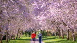 A spectacle of blooms at Birr Castle Demesne