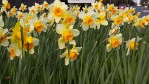 Appeal for volunteers for clean-up in Tullamore tonight