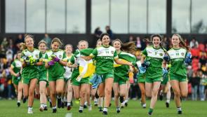 Gallant Offaly go down with flag flying high