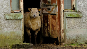 Image of ewe in abandoned Offaly cottage joint winner in photography competition