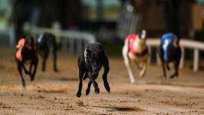 Gone to the dogs: Productive week for Offaly greyhounds