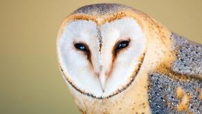 Over €94,000 granted for biodiversity projects in Tipperary