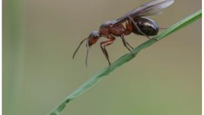 WARNING:  Beware of swarms 'mating' flying ants invading back gardens and kitchens on Flying Ant Day!