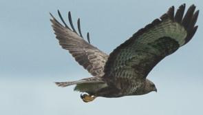 Magnificent buzzard captured in flight in Offaly